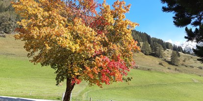 Pensionen - Umgebungsschwerpunkt: am Land - Osttirol - unser Aahornbaum in voller Pracht - Bergerhof