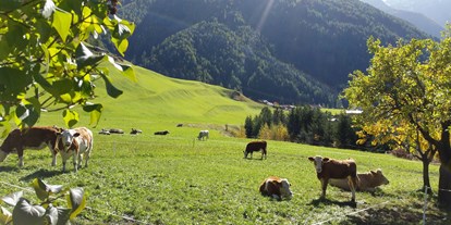 Pensionen - Langlaufloipe - Tirol - im Herbst genießen die Kälber die Weiden rund ums Haus - Bergerhof