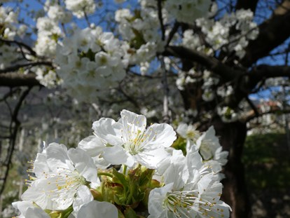 Pensionen - WLAN - Hafling - Die fulminante Kirschblüte verdient eine detaillierte Betrachtung. - Residence Sonnengarten**