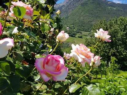 Pensionen - Hunde: erlaubt - Trentino-Südtirol - 100 verschiedene Rosenstöcke verzieren unser Anwesen.  - Residence Sonnengarten**