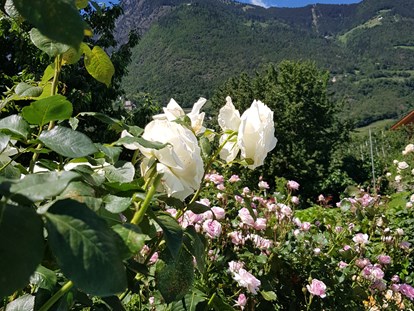 Pensionen - Umgebungsschwerpunkt: Berg - Trentino-Südtirol - In allen Farben und Größen erblühen unsere Rosen. - Residence Sonnengarten**