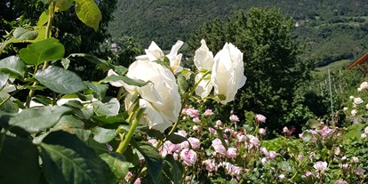 Pensionen - Trentino-Südtirol - In allen Farben und Größen erblühen unsere Rosen. - Residence Sonnengarten**