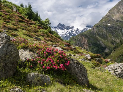 Pensionen - Umgebungsschwerpunkt: Berg - Trentino-Südtirol - Pension  Trausberg **