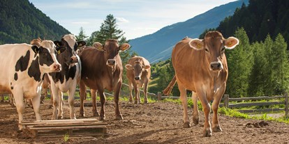 Pensionen - Terrasse - Trentino-Südtirol - Unsere Lieferanten für die beste Heumilch - BIO-Bauernhof Inner-Glieshof