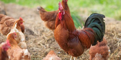 Pensionen - Umgebungsschwerpunkt: am Land - Trentino-Südtirol - Unsere glücklichen Hühner für die besten Frühsückseier - BIO-Bauernhof Inner-Glieshof