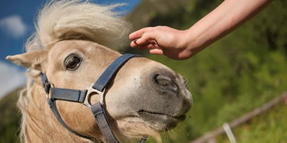 Pensionen - Wanderweg - Schnalstal - Freddy - das freche Pony wartet auf seine Streicheleinheiten - BIO-Bauernhof Inner-Glieshof