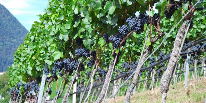Pensionen - Umgebungsschwerpunkt: am Land - Trentino-Südtirol - Weinreben in voller Pracht - Haus Karin ***