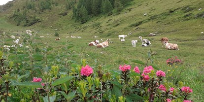 Pensionen - Hunde: hundefreundlich - Trentino-Südtirol - Stifterhof