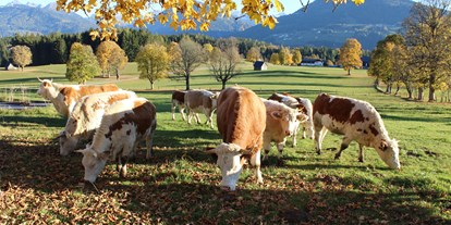 Pensionen - Terrasse - Mariapfarr - Unsere Bio-Kühe, die Ennstaler Bergschecken - Pension Wagnerhof