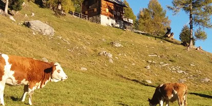 Pensionen - Umgebungsschwerpunkt: am Land - Hohe Tauern - Auch unsere Kühe verbringen den Sommer auf der Alm. - Panoramapension Platzer