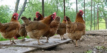 Pensionen - weitere Verpflegungsmöglichkeiten: Abendessen - Baldramsdorf - Unsere Hühner sorgen für die frischen Frühstückseier. - Waldpension Ranner