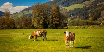 Pensionen - WLAN - Kelchsau - Unsere glücklichen Kühe - Obertrattenbachhof
