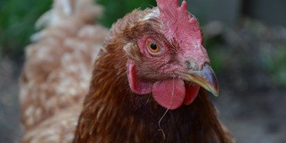 Pensionen - Terrasse - Fischbach (Fischbach) - Glücklich Hühner gibt es auch bei uns. Somit ist das frische Frühstücksei schon gerettet. Täglich gemeinsames Eierholen und Tiere füttern.  - Ferienwohnungen Perhofer