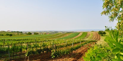 Pensionen - Umgebungsschwerpunkt: am Land - Apetlon - Pension & Weingut Gangl - Weingarten Neuberg - Pension & Weingut Gangl