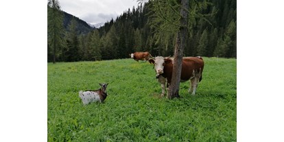 Pensionen - Umgebungsschwerpunkt: Berg - Dolomiten - Speckstube Tlisöra