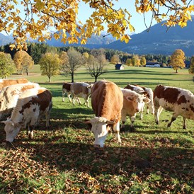 Frühstückspension: Unsere Bio-Kühe, die Ennstaler Bergschecken - Pension Wagnerhof