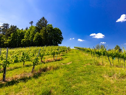 Pensionen - Steiermark - Weingarten rund um den Hof - Gästezimmer & Buschenschank am Weingut Hack-Gebell